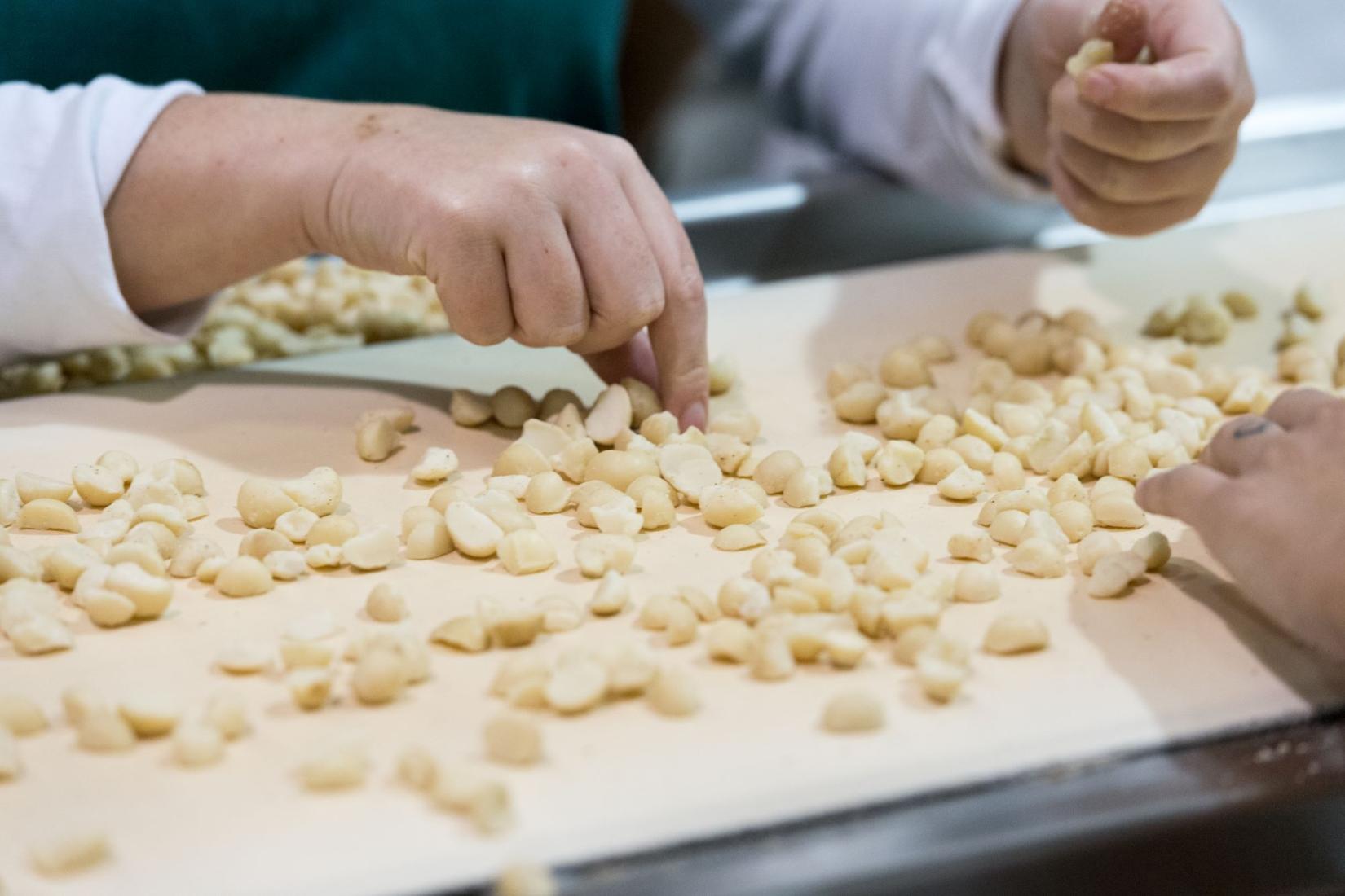 Macadamia nuts lined up on a tray