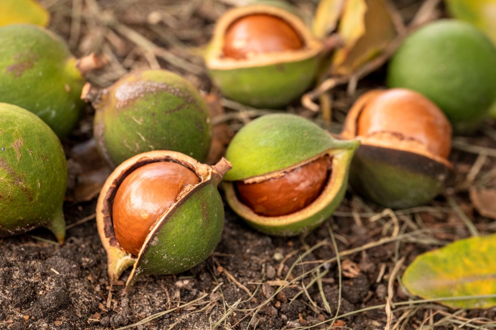 A pile of macadamia nuts on the ground in their shells