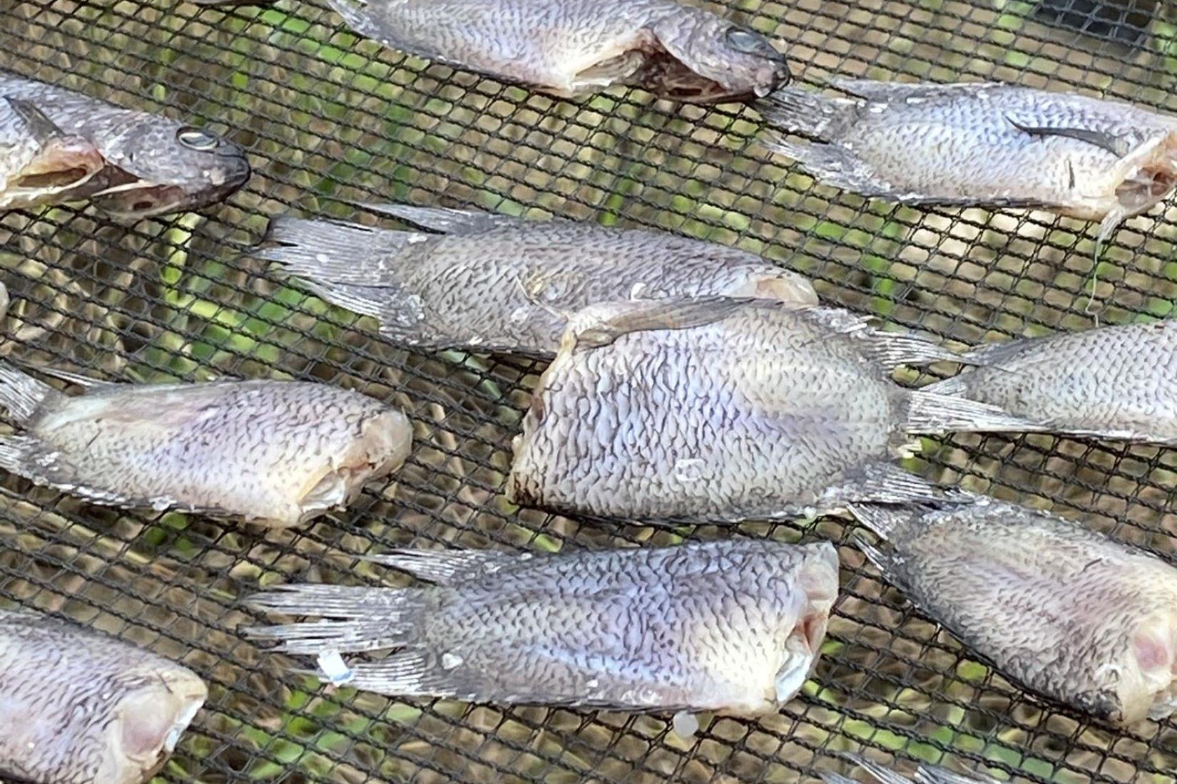 Fish lined up on netting to be preserved. 
