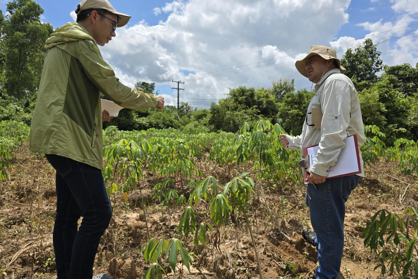Two men working in a field of cassava plants