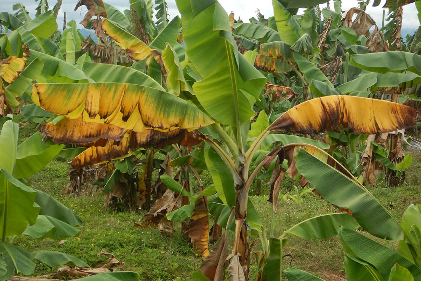 Banana plants in Philippines with Fusarium wilt