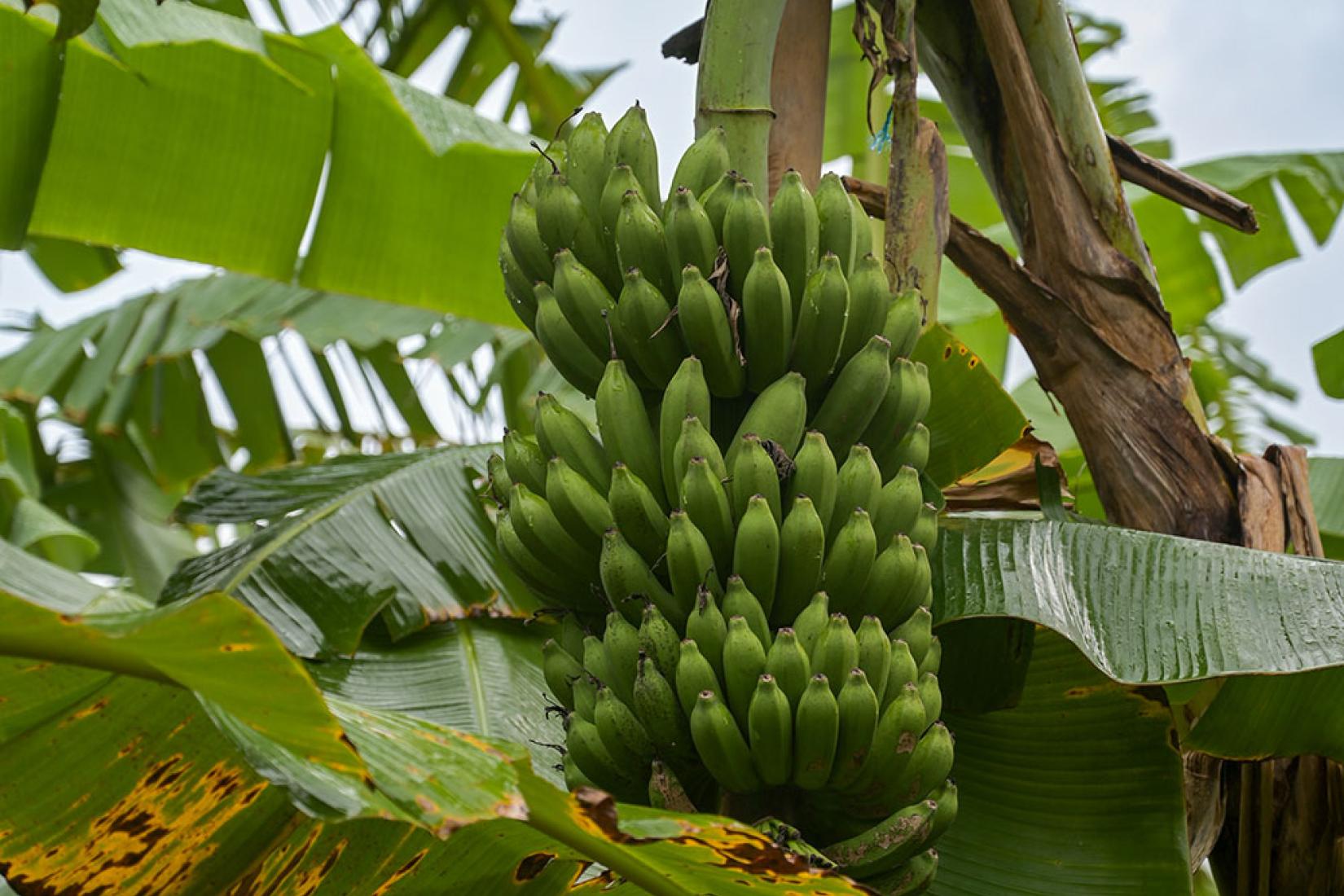 Bananas in Yogyakarta, Indonesia, May 2023 (HORT/2022/178 and HORT/2018/192). Photo: ACIAR