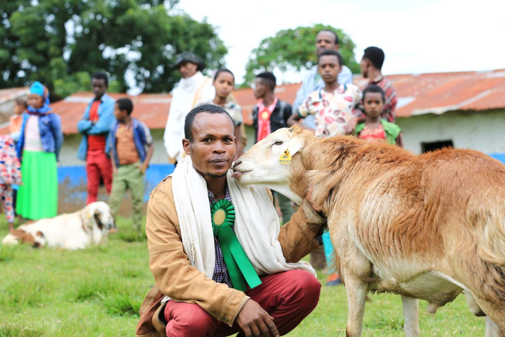 A man kneels on the grass beside a brown-coloured sheep as it leans in towards him. 