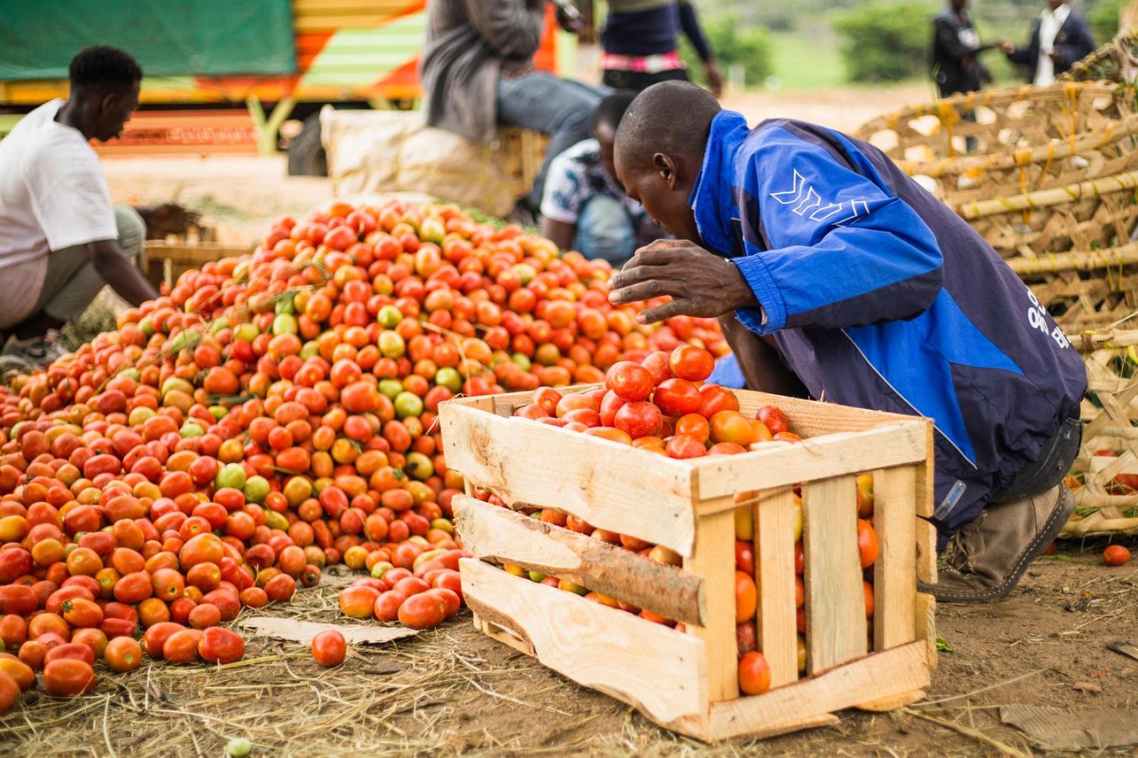 A man crouches beside a large pile of tomatoes, sorting and placing them into a wooden crate. 