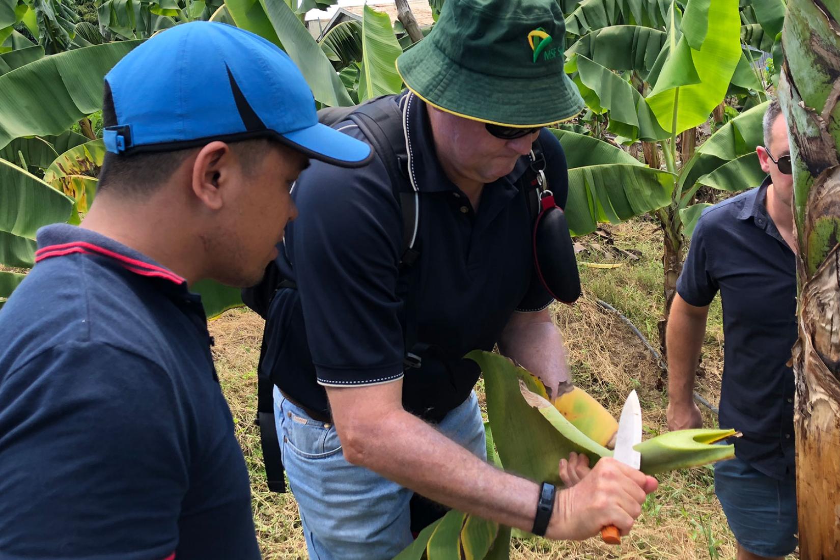 Inspecting banana Fusarium wilt trials, Tagum, Philippines, 2018.