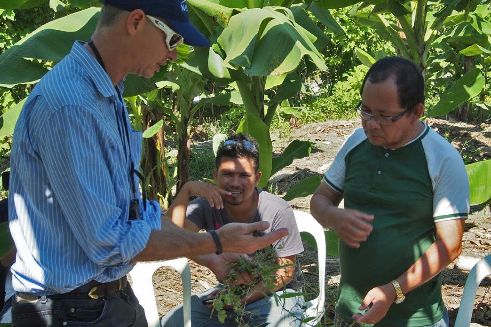 Dr Tony Pattison (far left) and Dr Richard Markham offer groundcover options to a plantation manager in 2014 (HORT/2012/097).