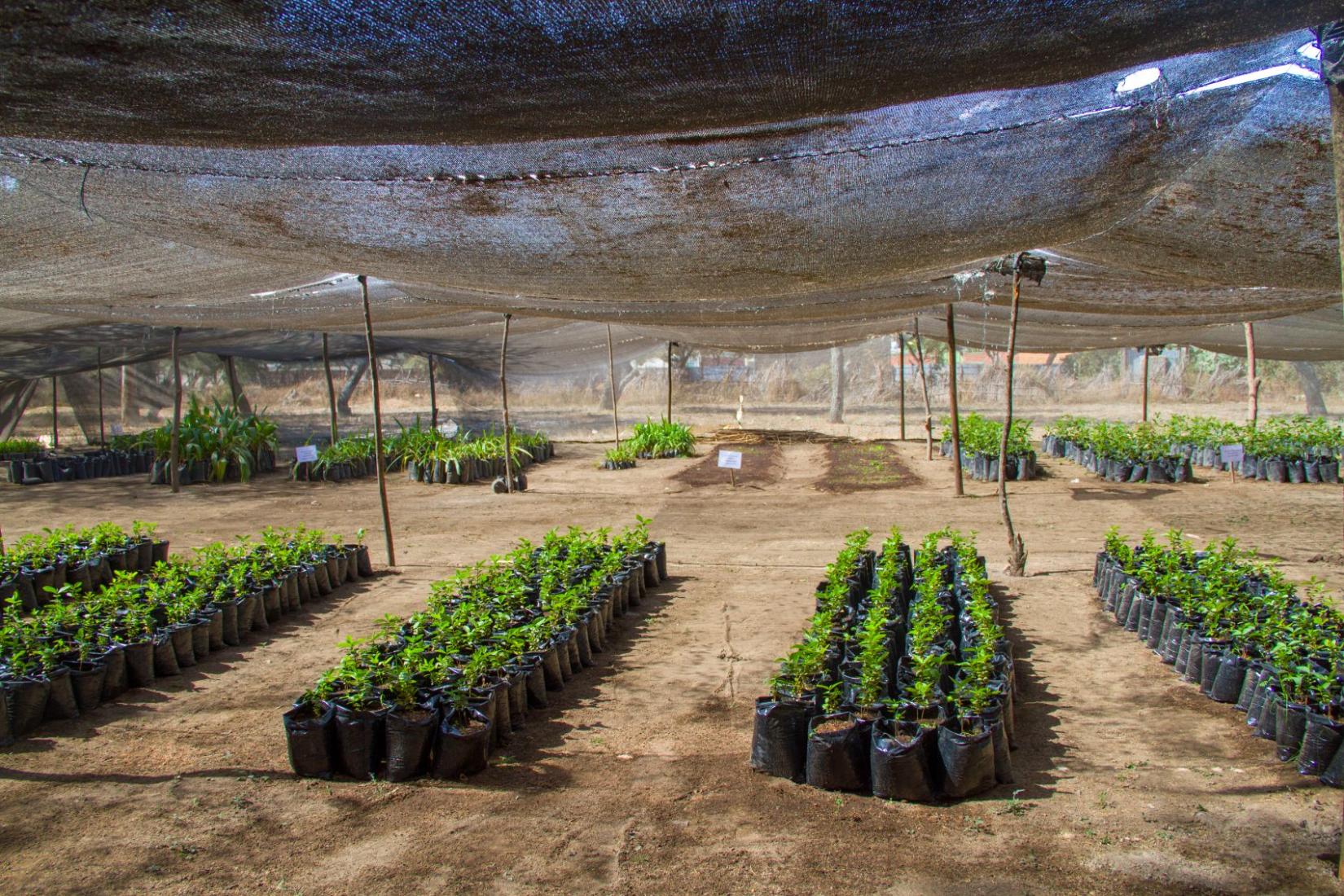 Trees lined up in a tree nursery.