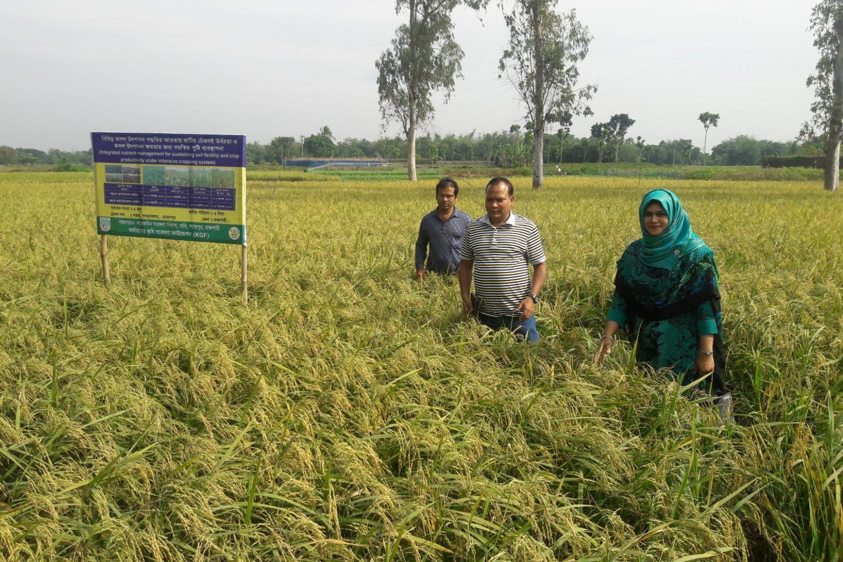 Three people standing in a field beside a research signboard. 