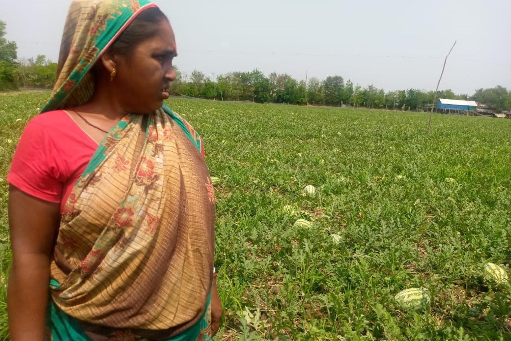 Woman inspecting watermelon plants in a rural field.