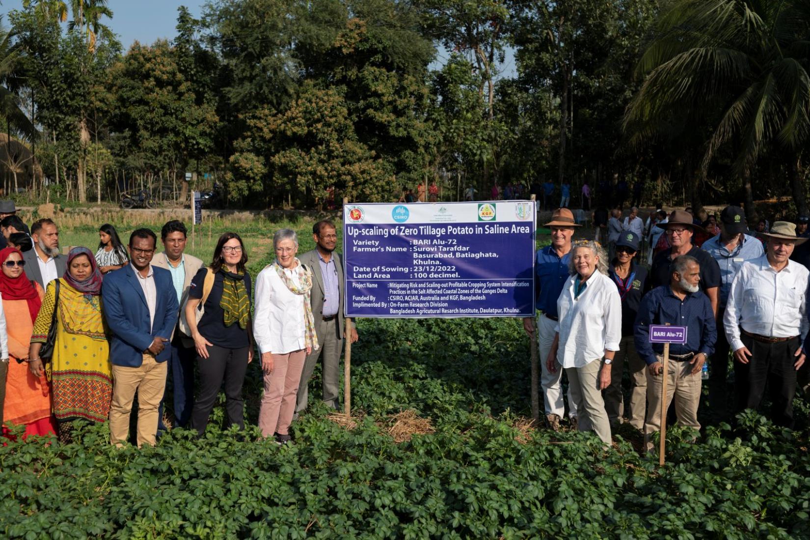 Farmers, researchers and partners gathered in a potato field beside a project sign describing a crop trial.