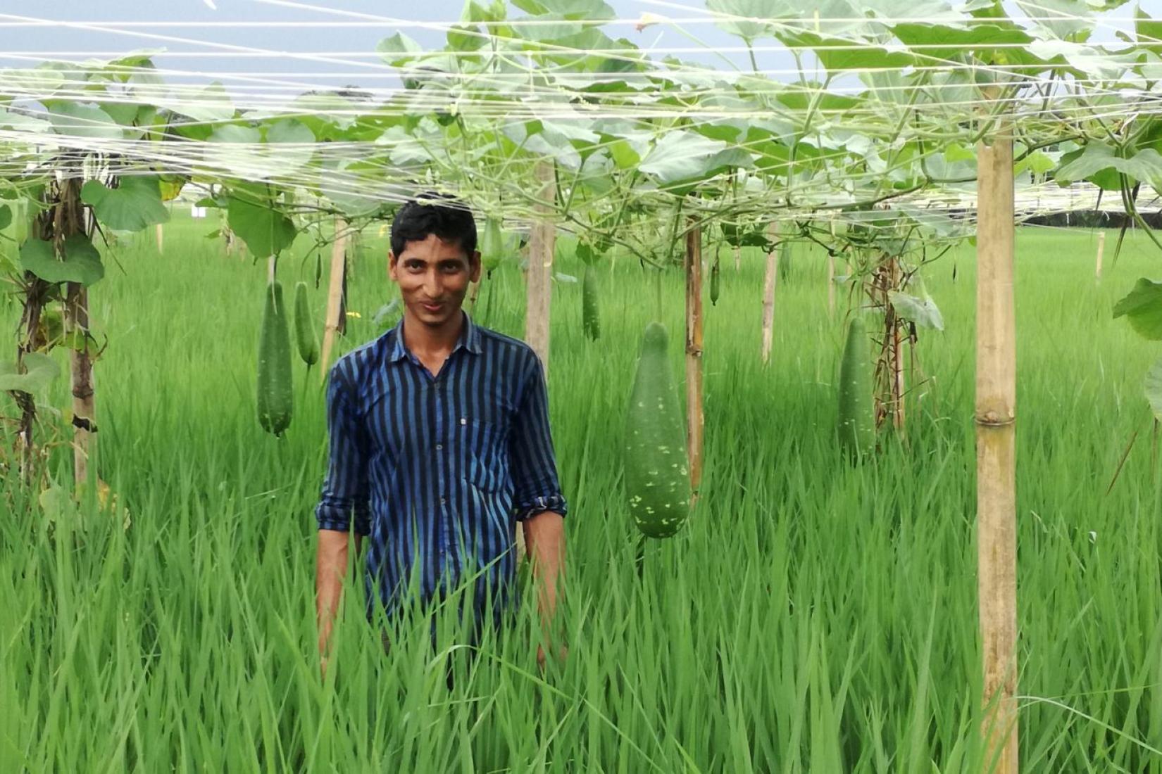 Farmer standing in a green field beneath a trellised crop.