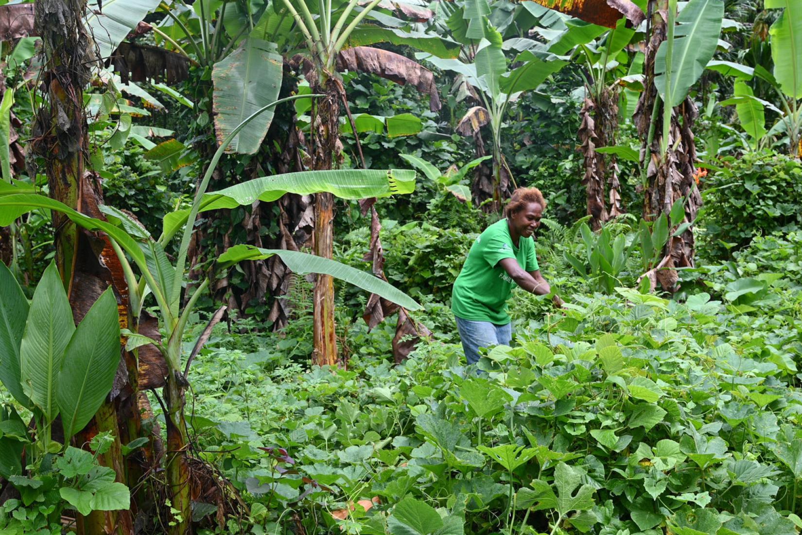 A farmer harvests leafy vegetables from a garden surrounded by banana trees.