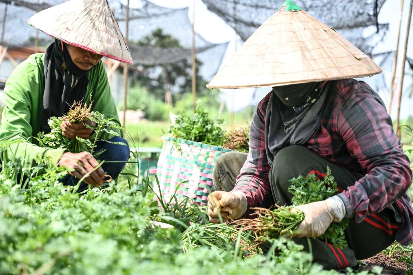 Farmers harvesting leafy greens by hand in a field.