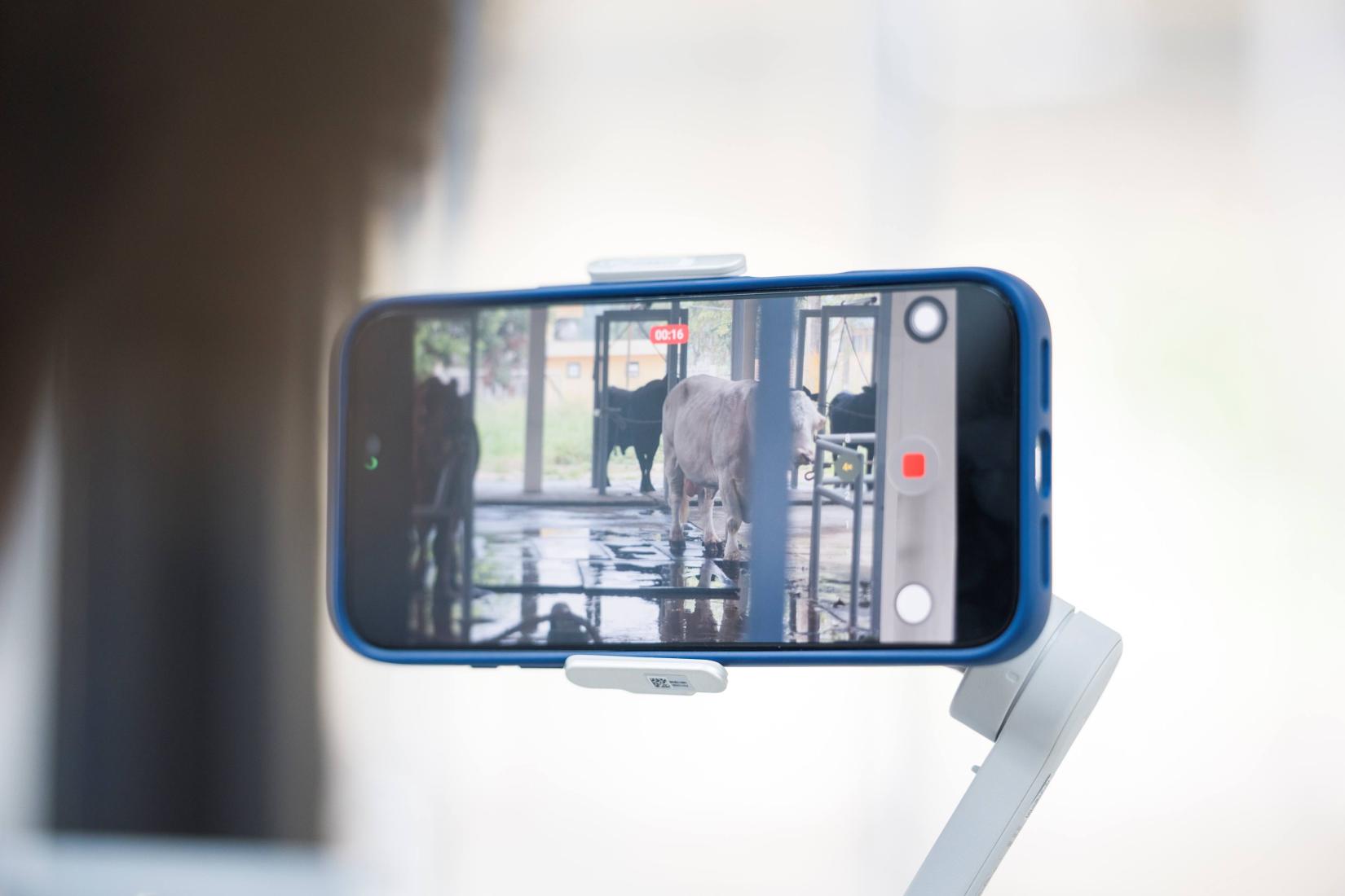Smartphone mounted on a stabiliser filming cattle in a livestock facility.