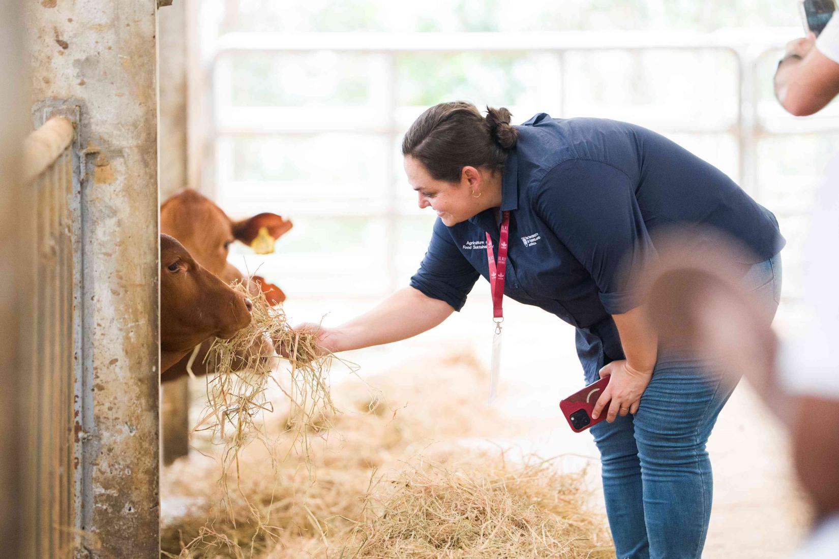 Person feeding hay to calves inside a livestock shed.