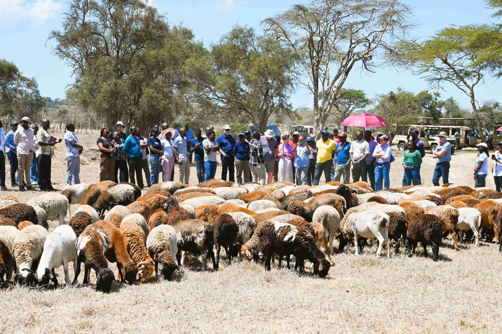                   Hac, Linda  Climate-Smart Livestock Workshop    Auto     Today DSC_0695.JPG DSC_1058.JPG DSC_1106.JPG  2 images You said: create me a short simple photo captions for the following images based on this following text     January’s workshop in Nairobi on climate-smart livestock operations convened researchers, policymakers, universities and development partners from Africa and Southeast Asia to strengthen scientific, institutional and policy responses to climate change in livestock systems. 