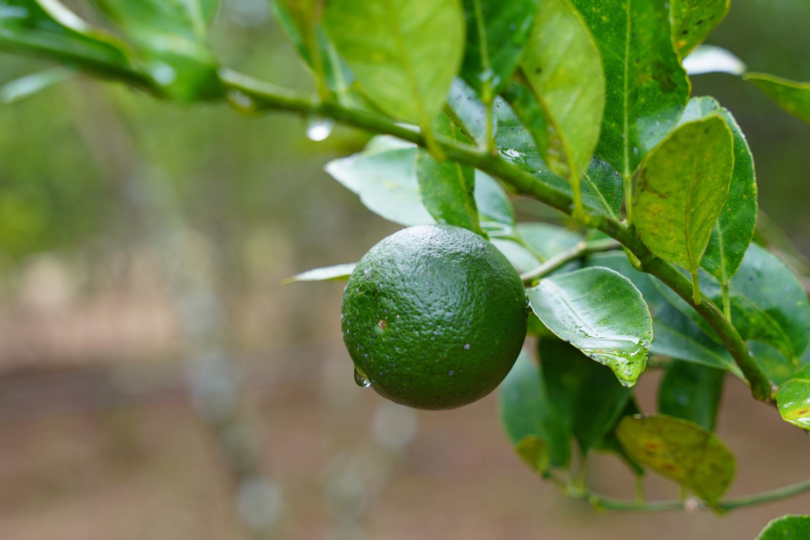 Green citrus fruit hanging on a branch after rainfall.