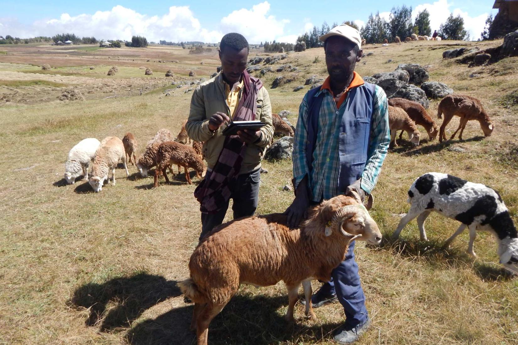 Two people with sheep; one records information on a tablet.