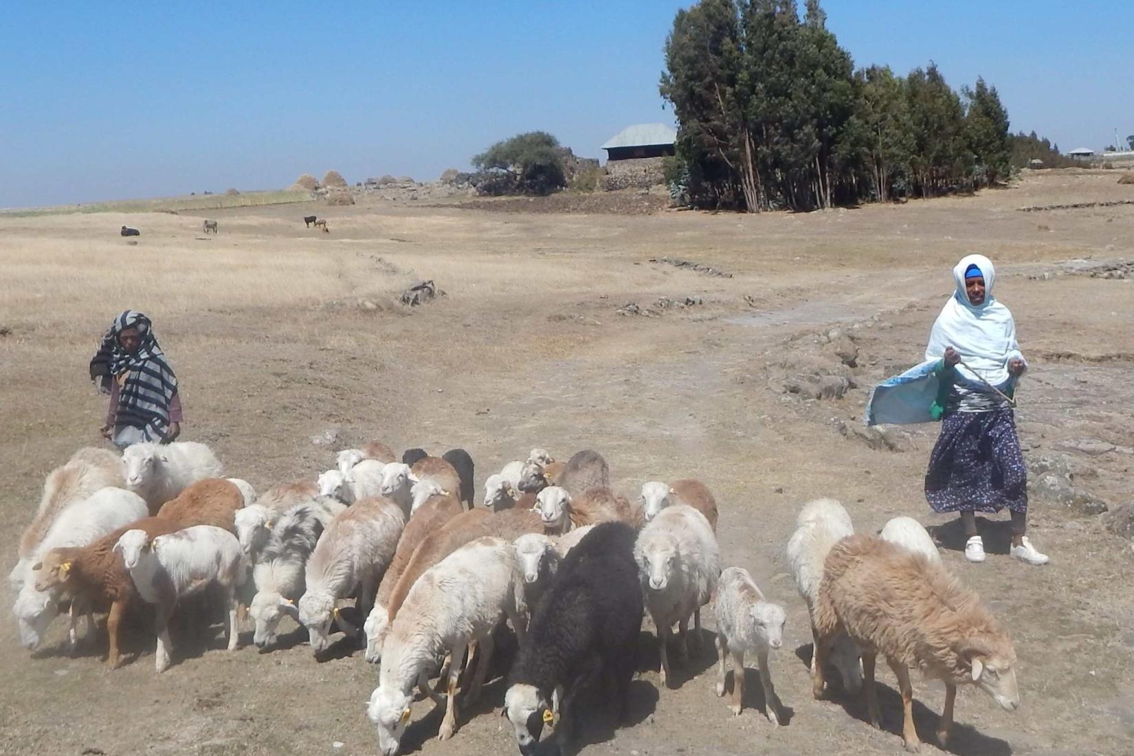 Large flock of sheep grazing with two women nearby on open land.