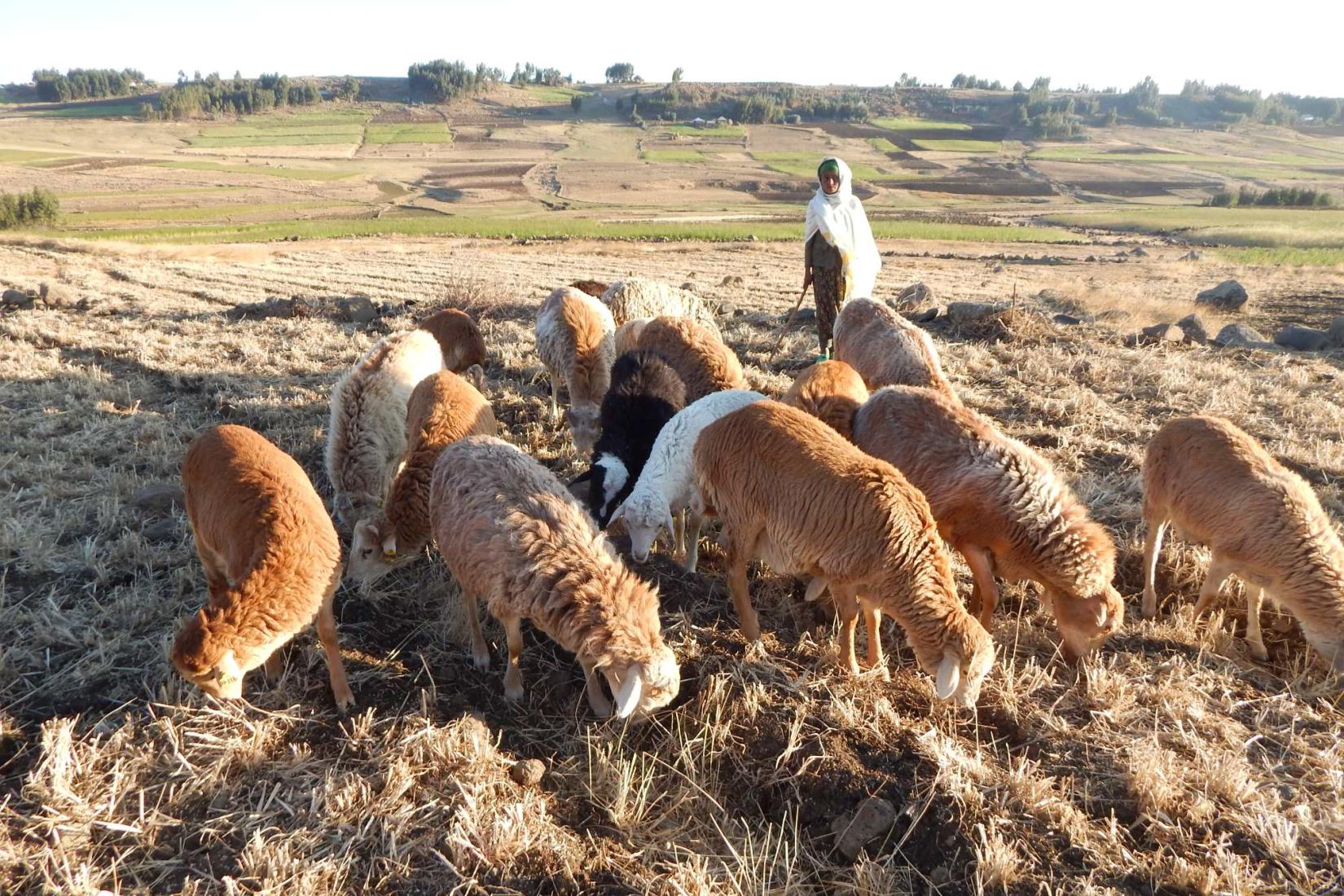 Sheep grazing in a dry field with a person in the background.
