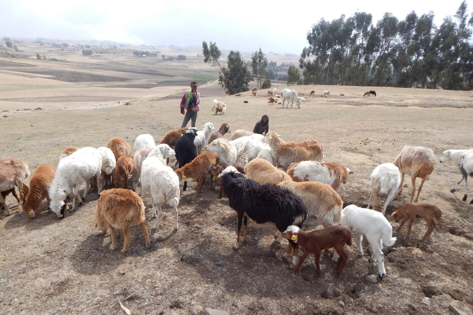 Sheep grazing on farmland with people standing behind them