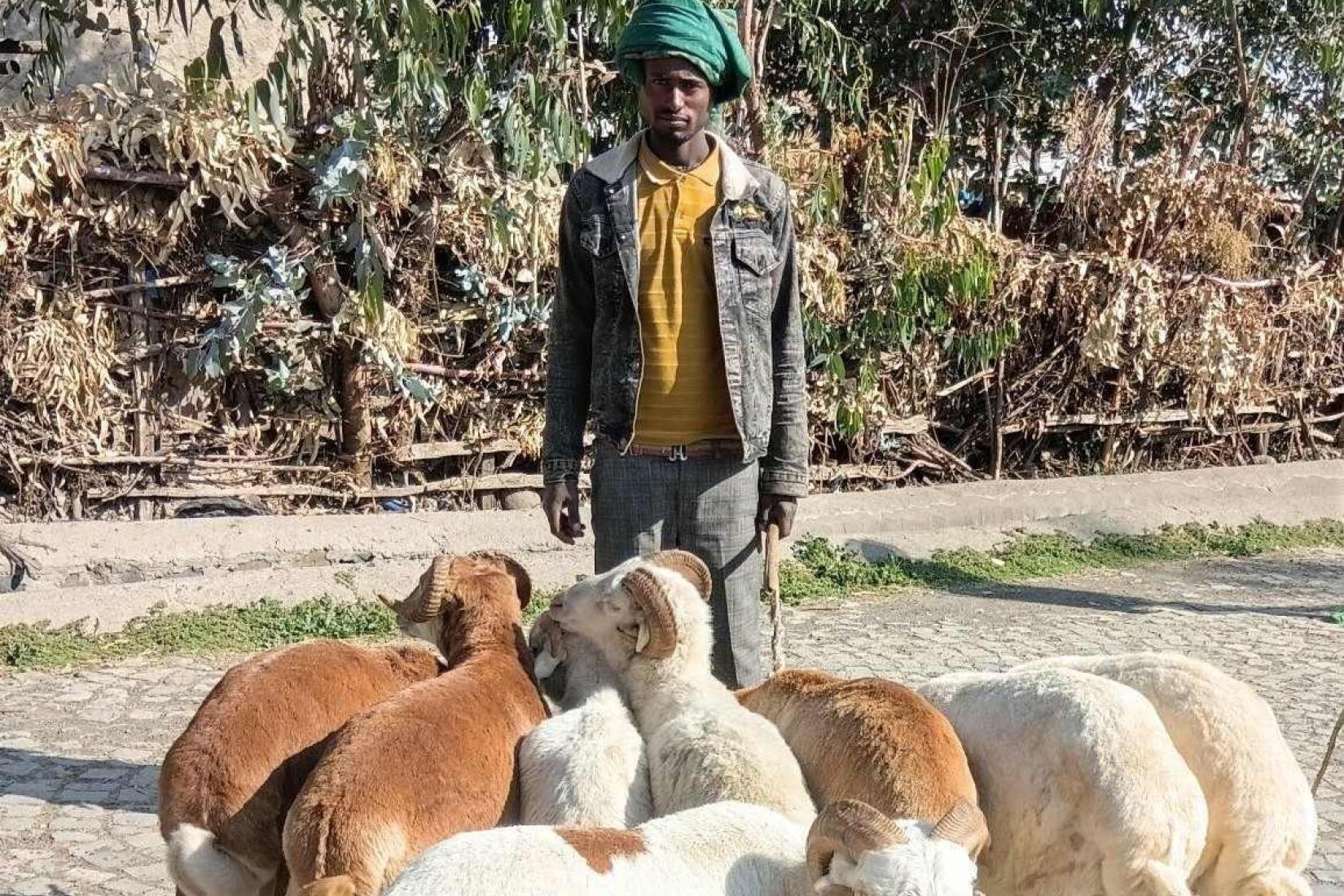 Person standing with a herd of sheep