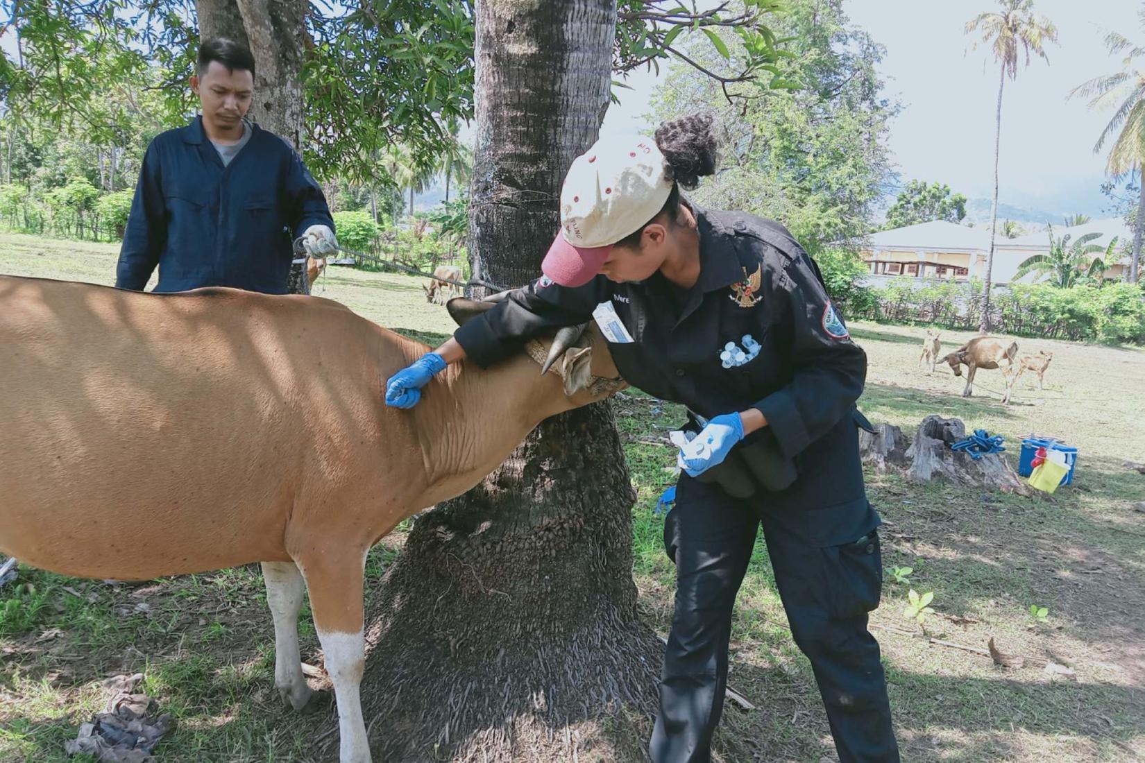 Person performs a veterinary procedure on a cow.