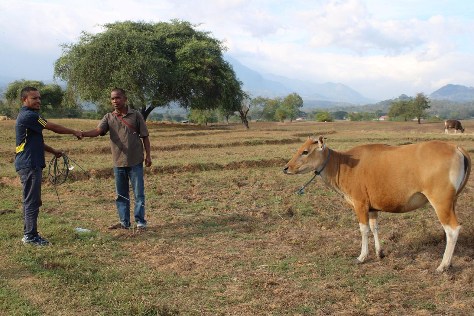 Two people handle a cow in an open paddock.