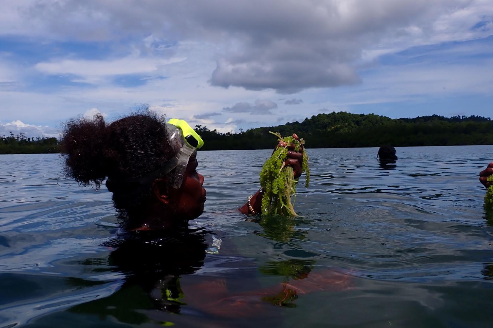 Person in coastal waters holds harvested sea grapes during marine field activities.