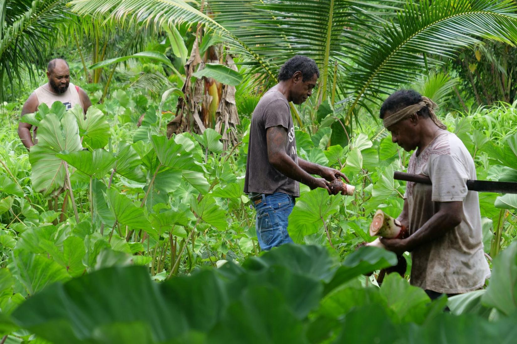 People harvesting crops in a lush tropical garden.