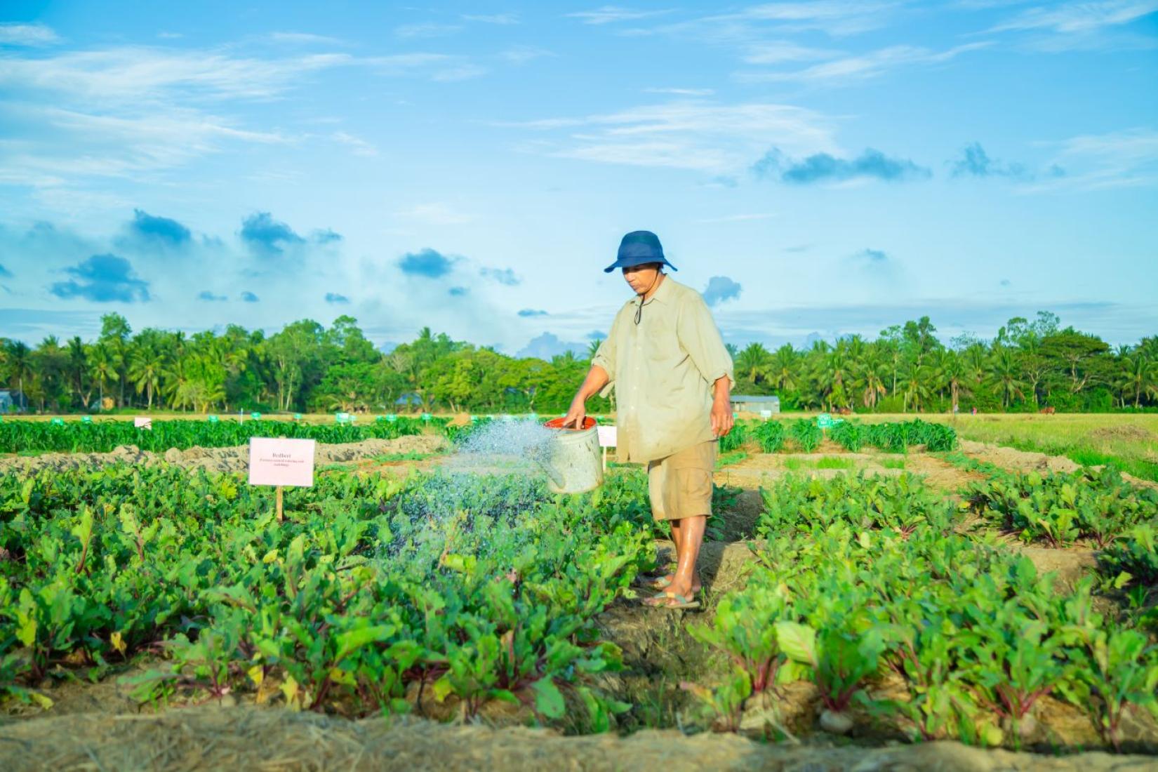 Person watering rows of leafy vegetables in a field, with crops and trees visible in the background.