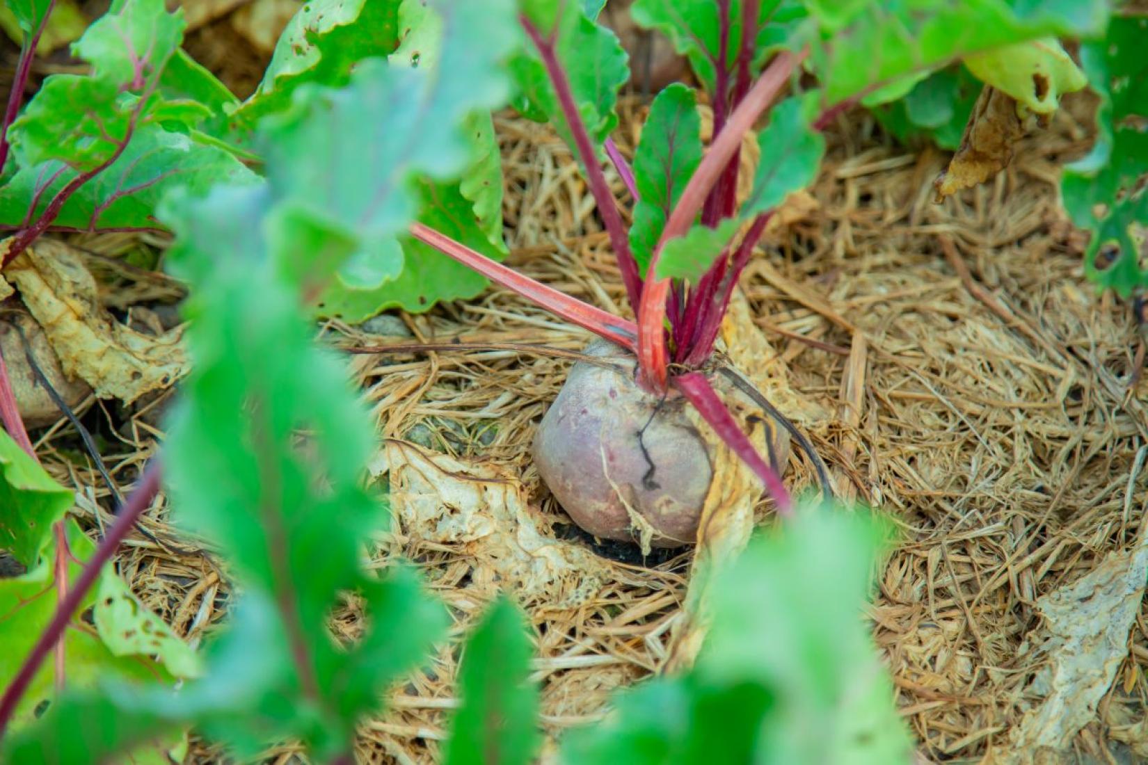 Close-up of a beetroot growing in a mulched garden bed, surrounded by green leaves.