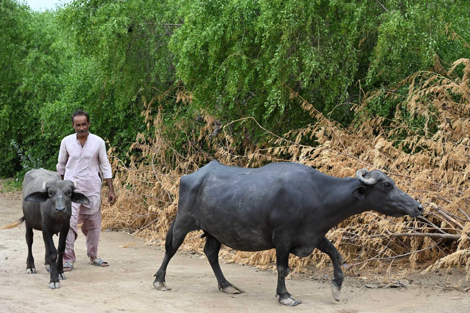 Person walking with two water buffalo along a rural dirt road.