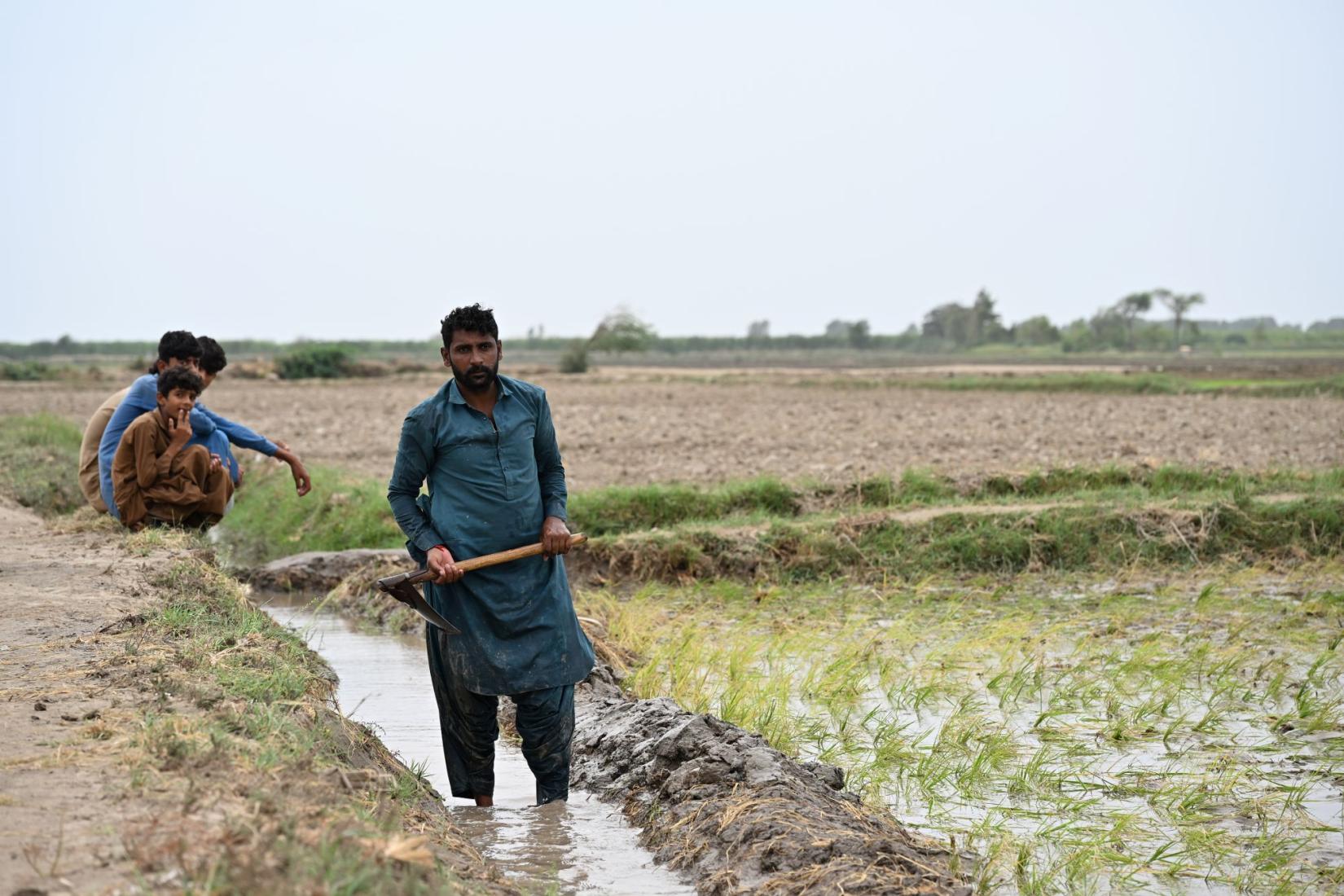 Farmer standing in an irrigation channel beside a flooded rice field.