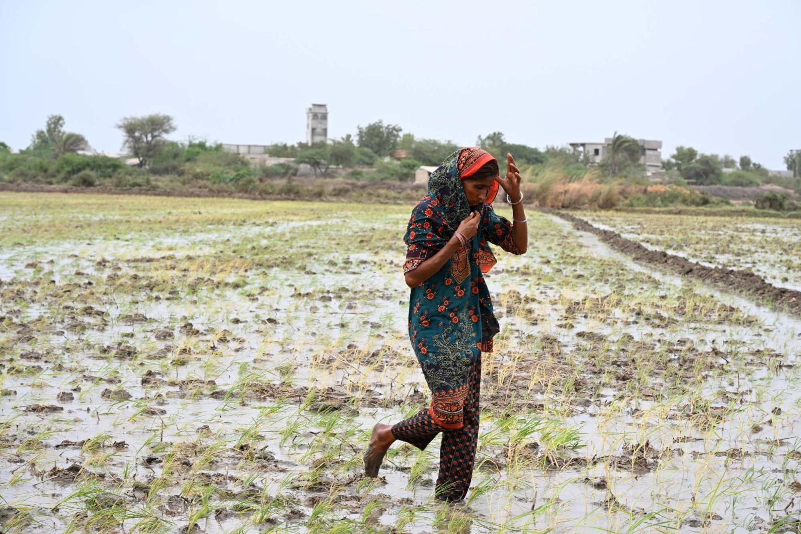 Person walking through a flooded rice field.