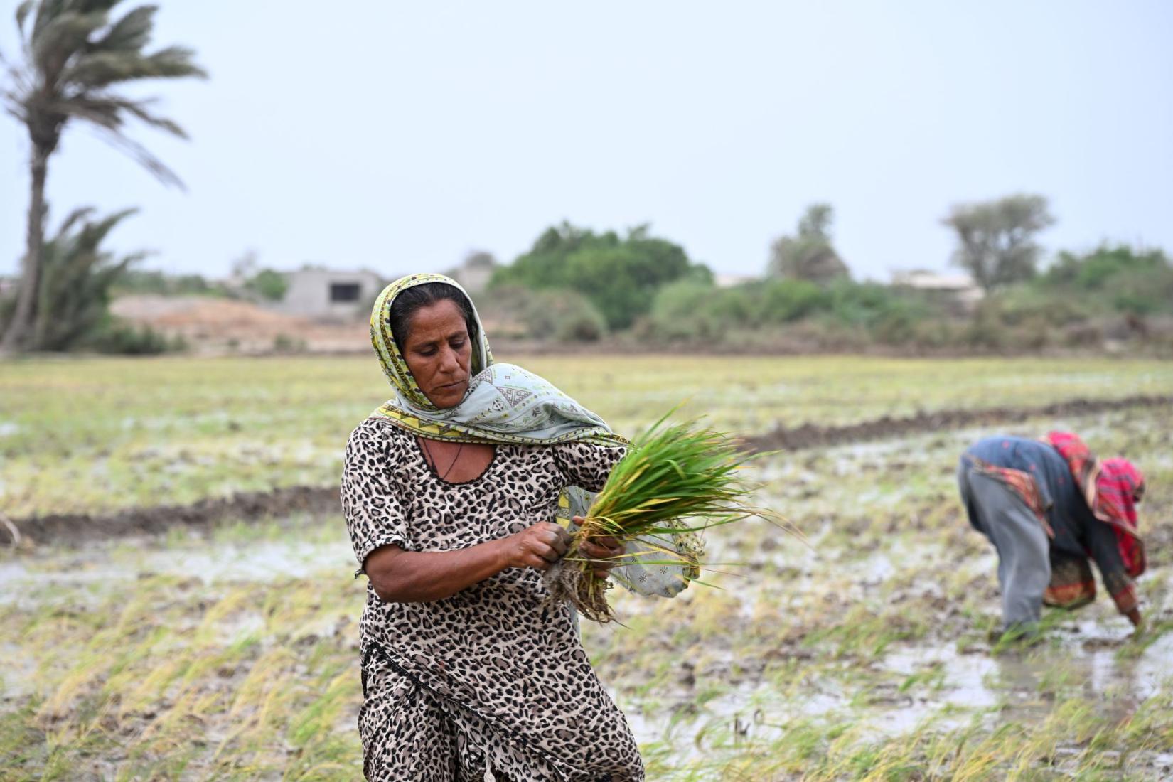 Person holding rice seedlings in a flooded rice field, with another worker in the background.