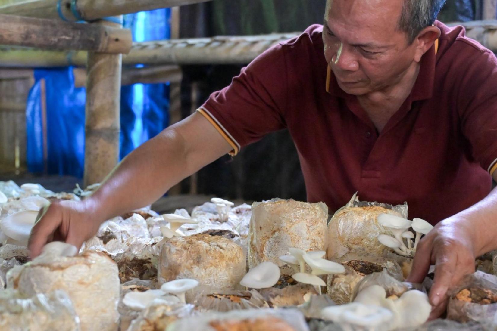 Farmer inspecting mushrooms in a mushroom growing facility.