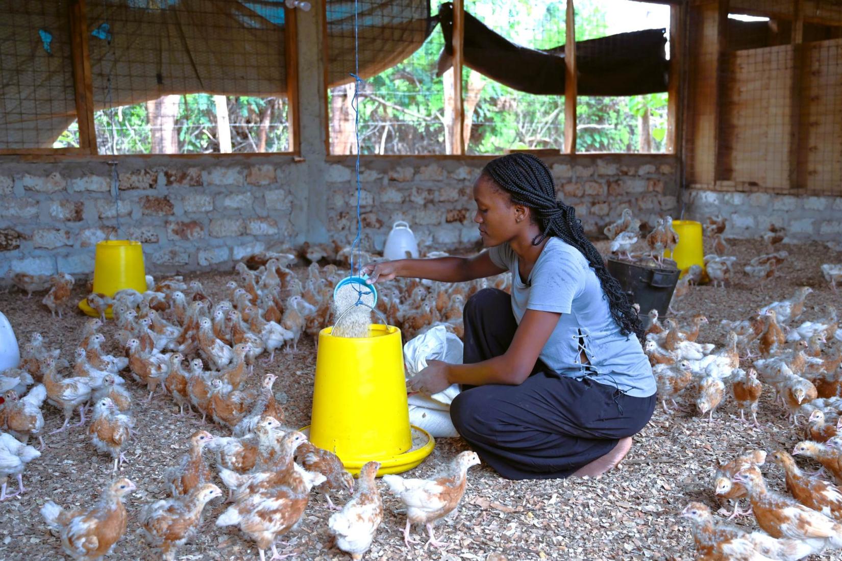 person feeding baby chickens in a small farming shelter