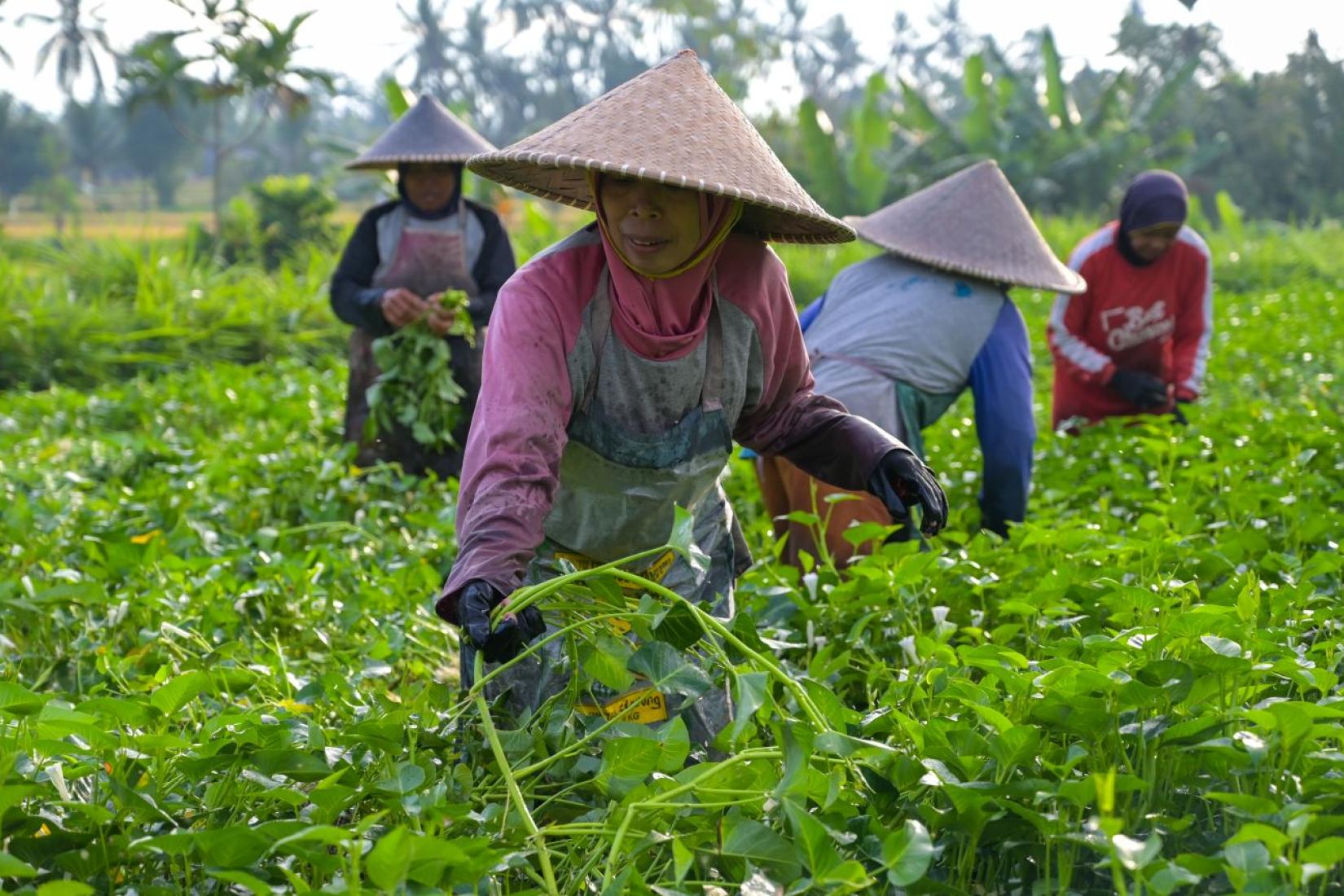 Farmers gather freshly harvested spinach in a green field.