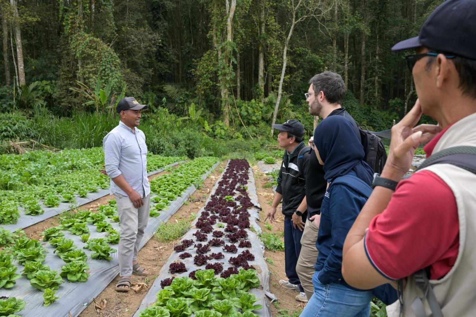 Farmers and visitors inspecting leafy vegetable crops in a field.