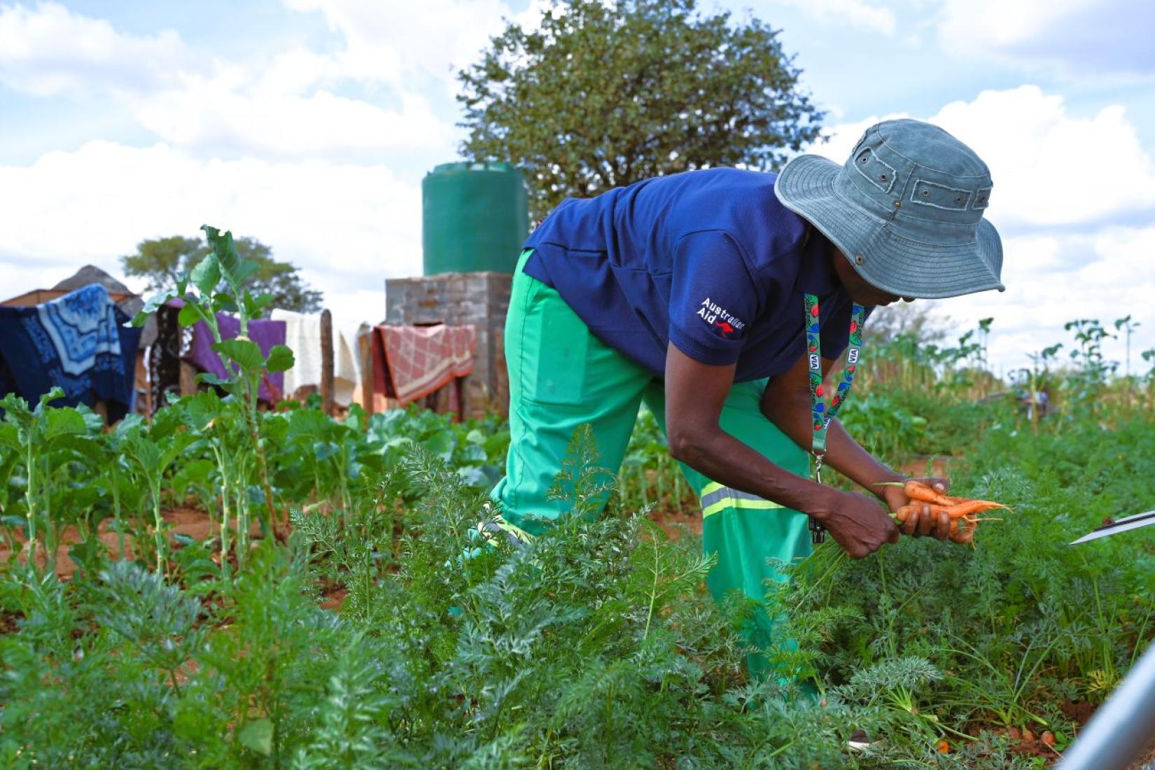 Person harvesting carrots in a vegetable garden.
