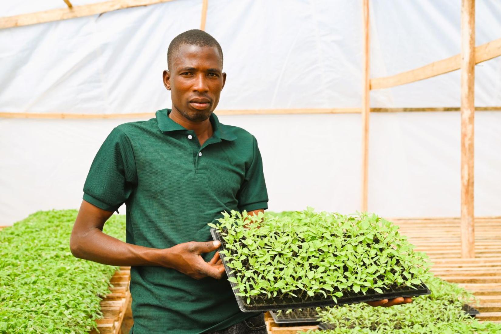 Person holding a tray of young seedlings in a greenhouse.