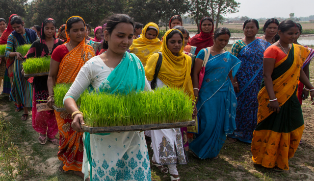 Women carrying seedlings India