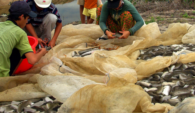 Sea cucumbers