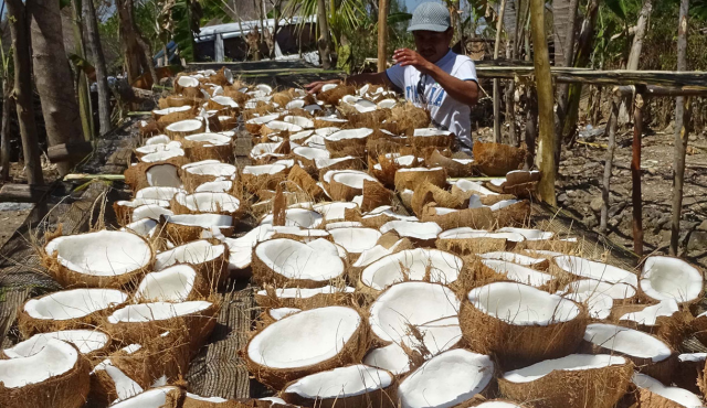 opened coconuts