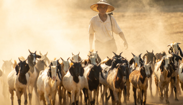 Man with goats