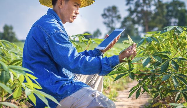 Man with ipad and cassava plants