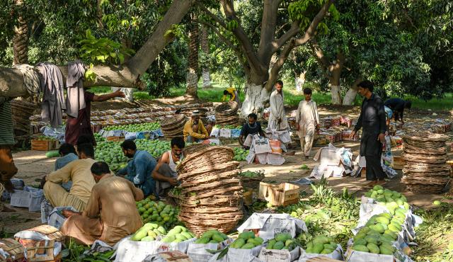 Mango producers sorting and packaging fruit for distribution.
