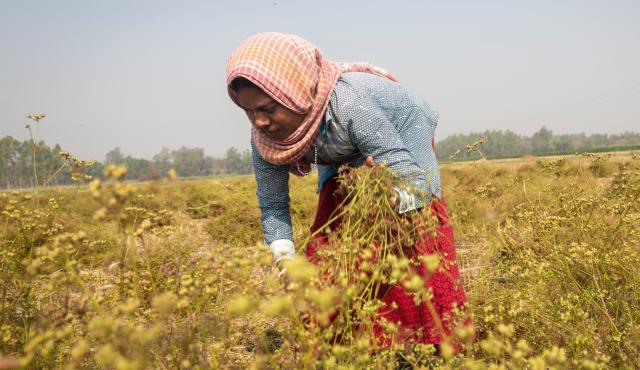 A woman harvesting dried pods from a crop