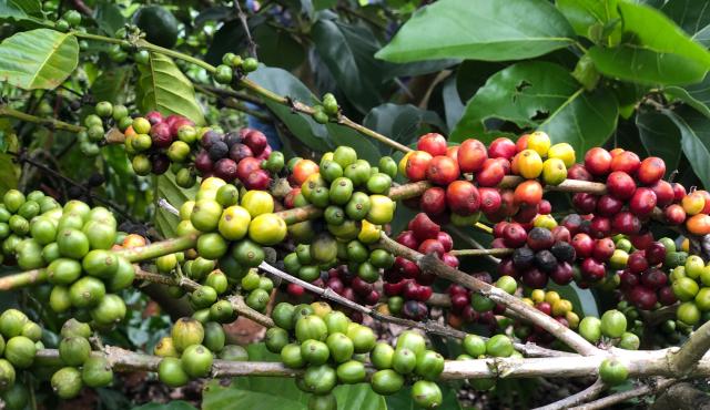 A close up photo of coffee berries